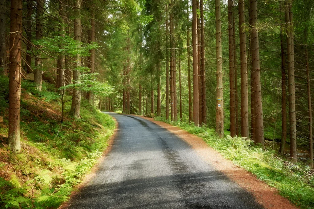 forest road in karkonoski national park